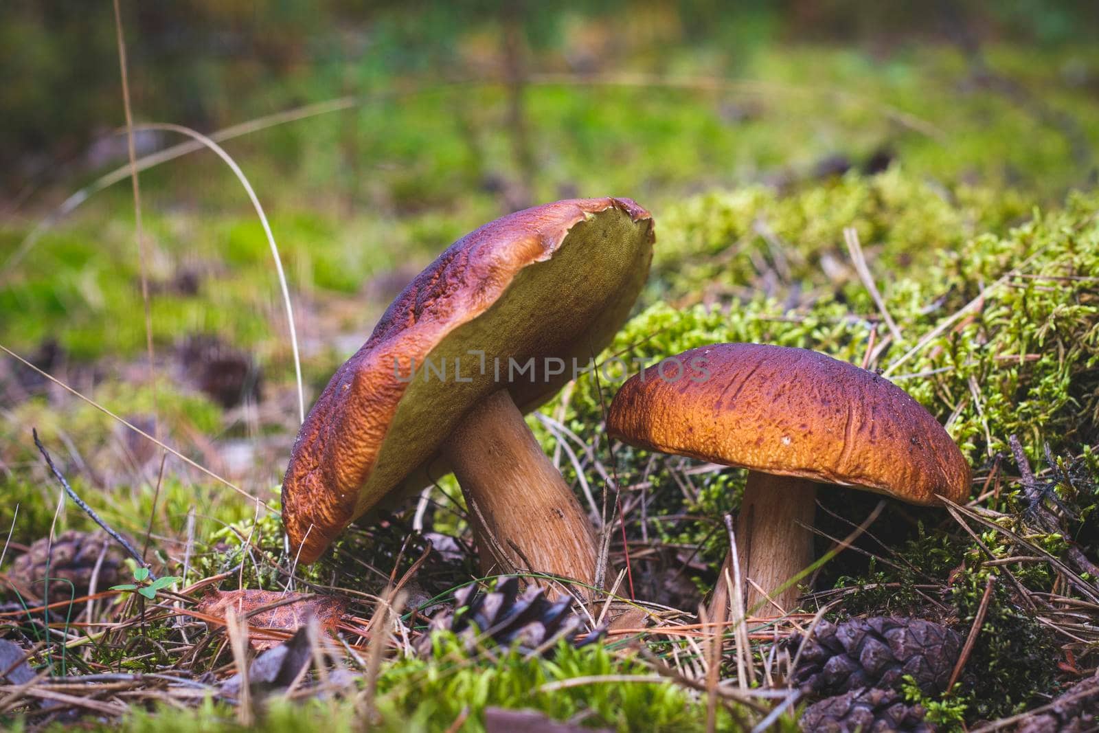 Two edible mushrooms grows on forest glade. Cep mushrooms food. Boletus growing in wild nature