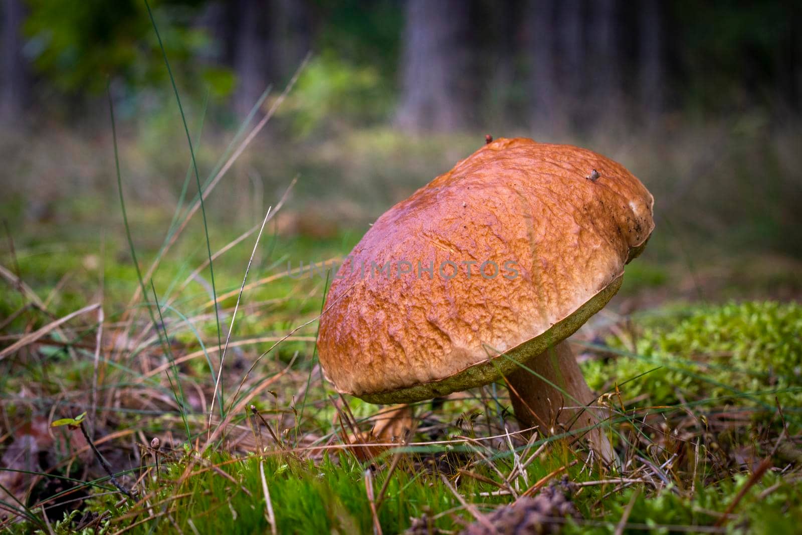 Big brown cap edible mushrooms in moss. Orange cap mushrooms in forest