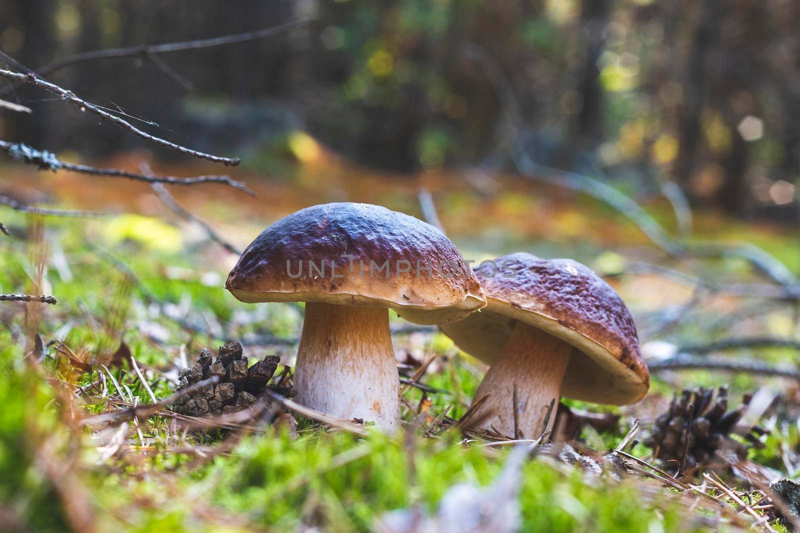 Two edible porcini mushrooms grow in wood. Royal cep mushrooms food. Boletus growing in wild nature