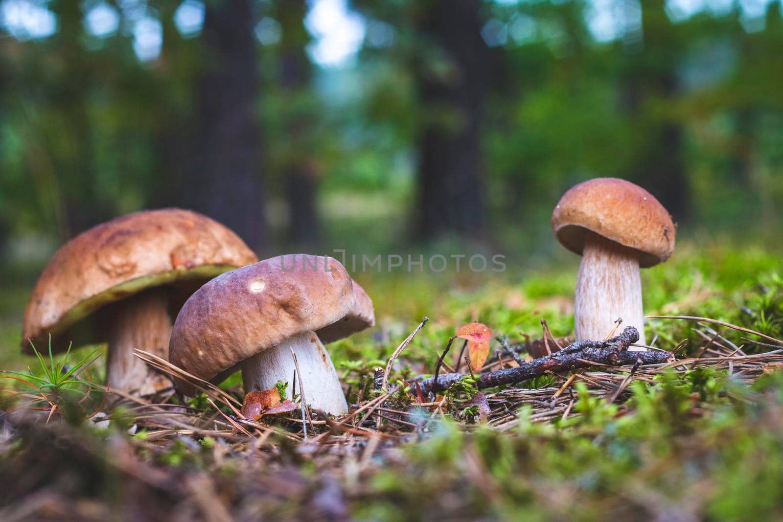 Three brown cap edible mushrooms grows Cep mushrooms food. Boletus growing in wild nature