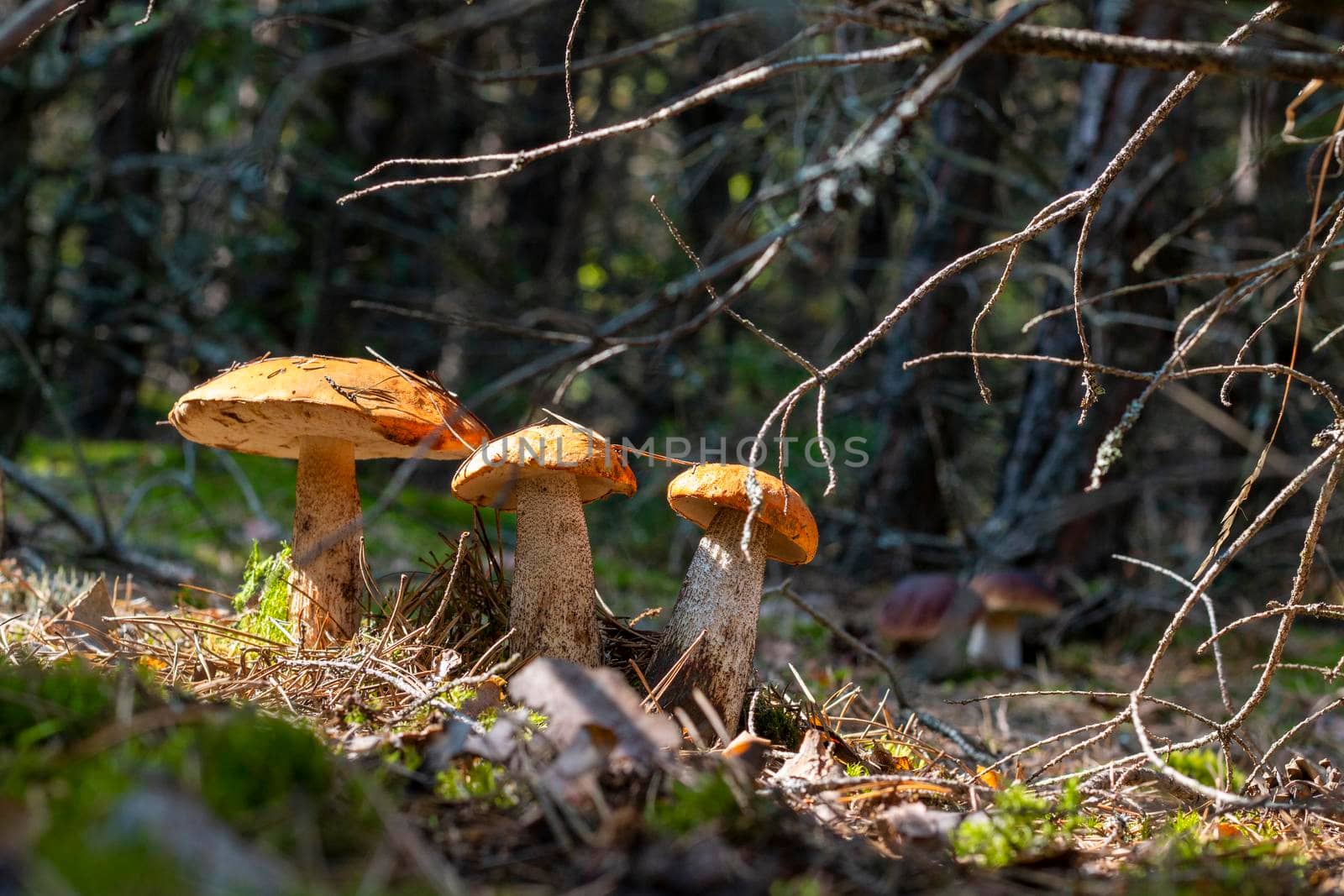 Three boletus edulis mushrooms grow in forest. Orange cap mushrooms in wood