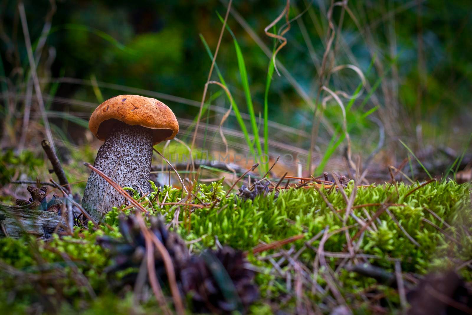 Boletus edulis mushroom grow in forest. Orange cap mushrooms in wood