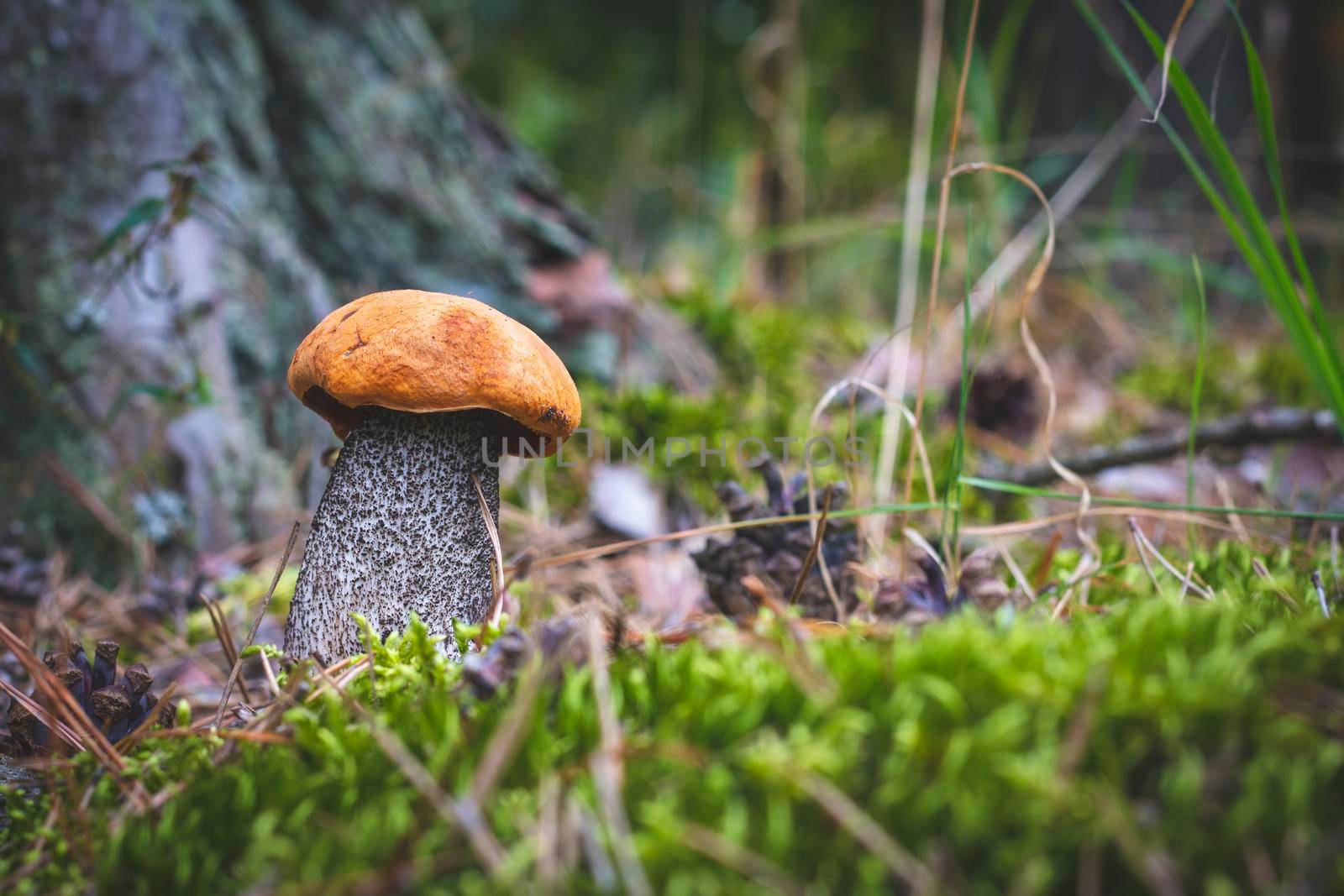 Boletus edulis mushroom grow in moss. Orange cap mushrooms in wood