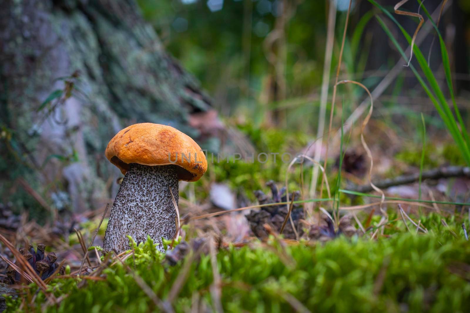 Boletus edulis mushroom in moss. Orange cap mushrooms in wood