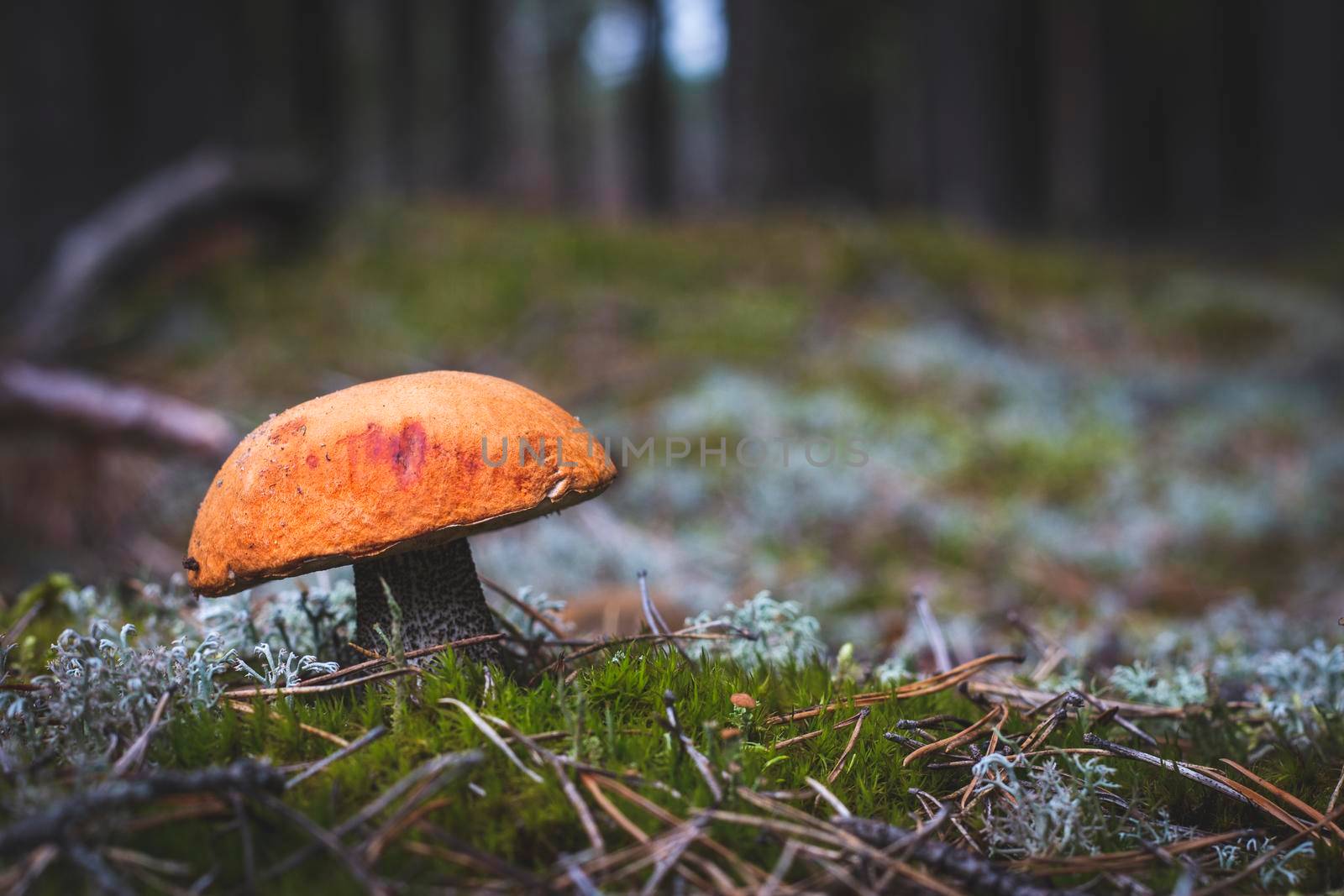 One red cap edible mushroom grows in moss. Orange cap mushrooms in wood