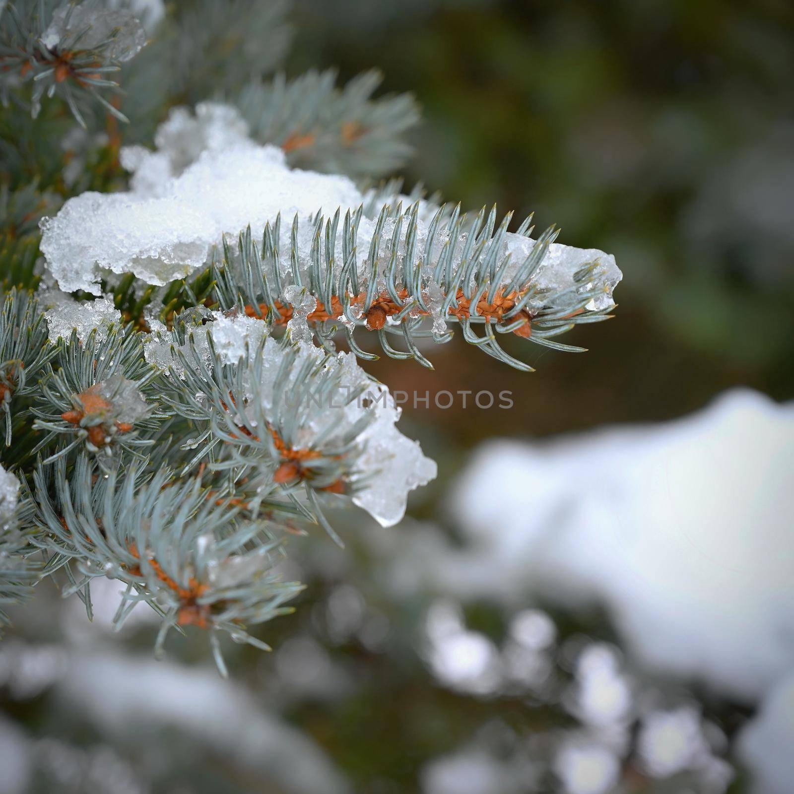 Winter nature colorful background. Snowy twig on a tree. by Montypeter