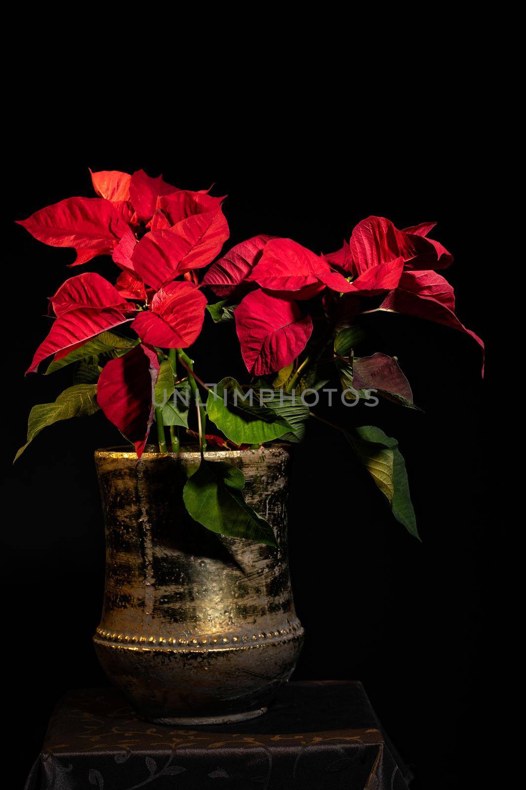 A beautifully blooming poinsettia in a brass vase against a black background.