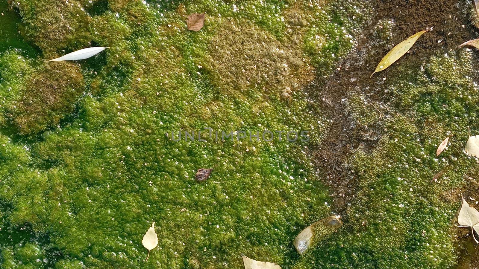 Natural textured background.Background with polluted water with algae. Green colors. The concept is to preserve nature.