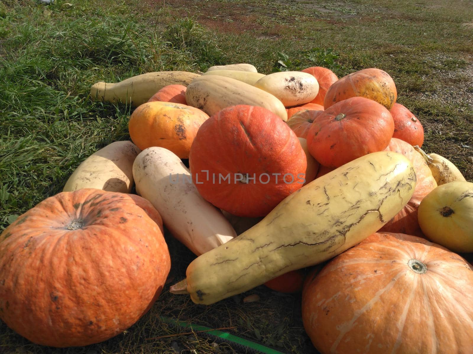 Pumpkins and zucchini. Beautiful autumn composition. Autumn still life of vegetables. Assorted vegetables for Halloween.