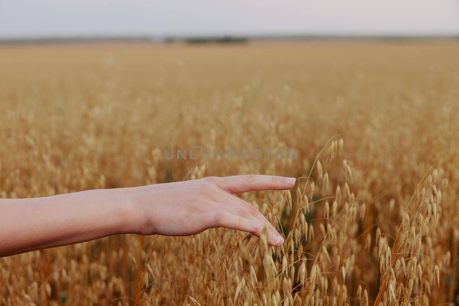 female hand wheat fields agriculture harvesting Lifestyle unaltered. High quality photo