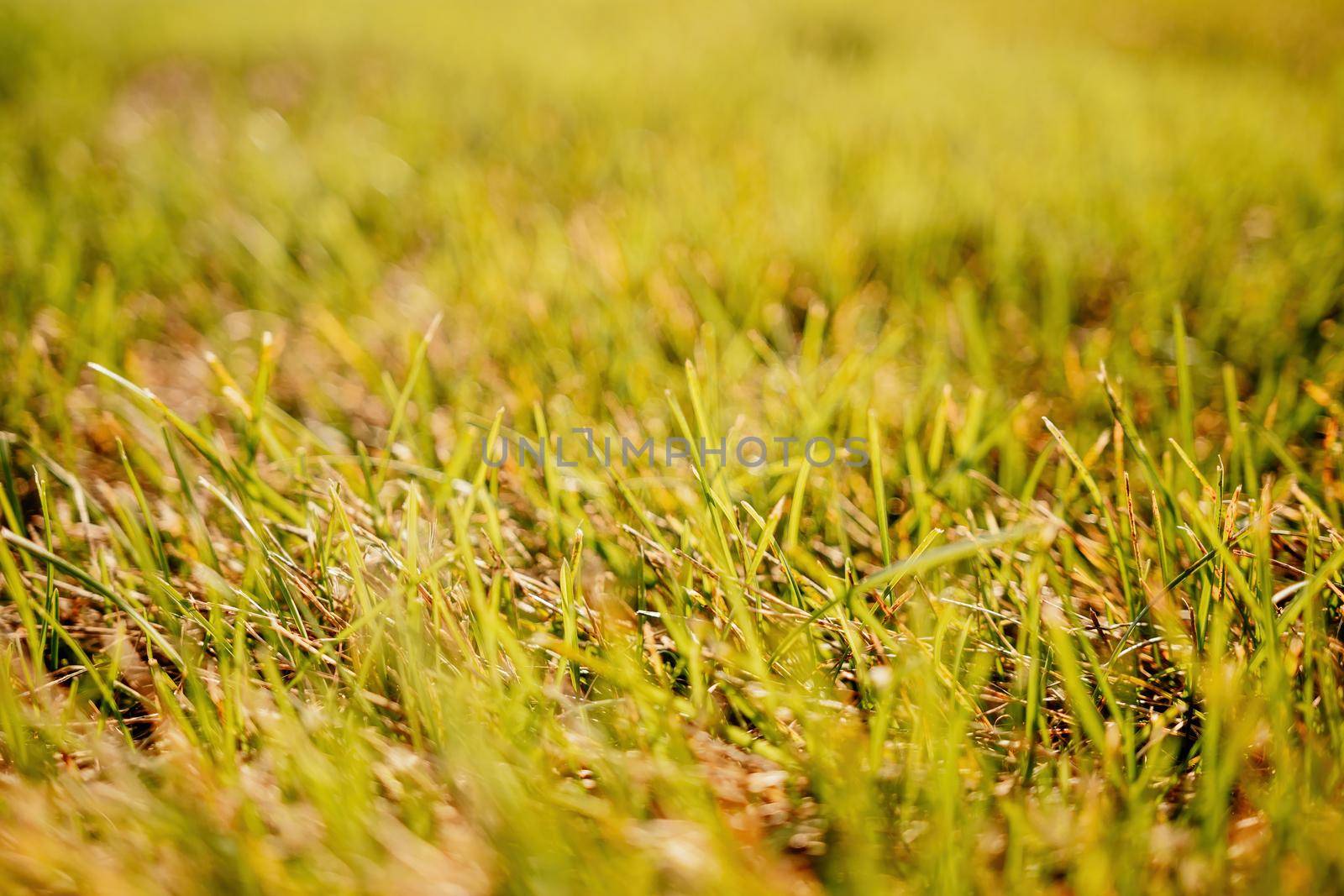 Close up of freshly cutting grass on the green lawn or field with sun beam, soft focus, free space.