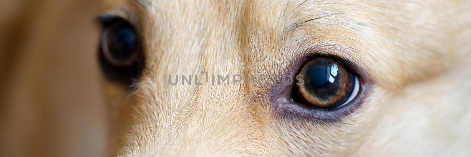 Closeup of brown eyes of sick pedigree dog. Helping pets concept
