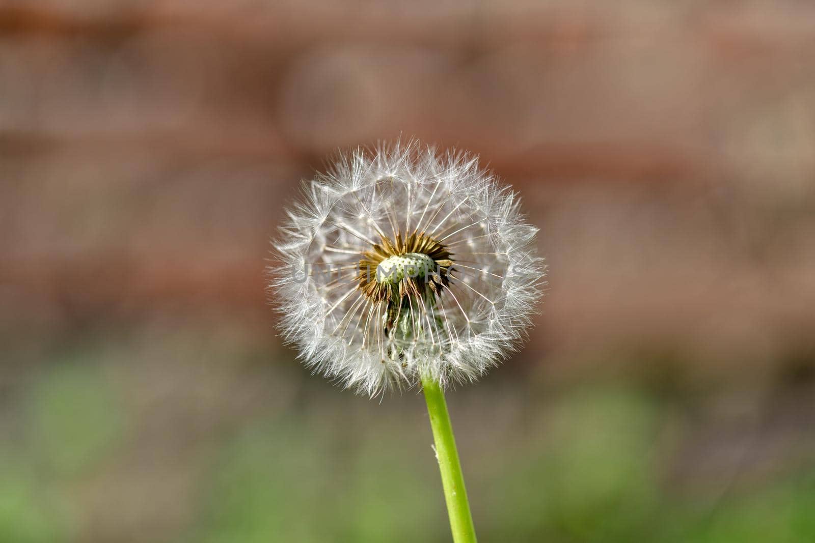 A single withered dandelion flower against an undefined and blurry brownish background in the warm sunlight.