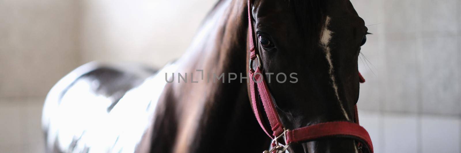 Thoroughbred horse on bridle standing in stable by kuprevich