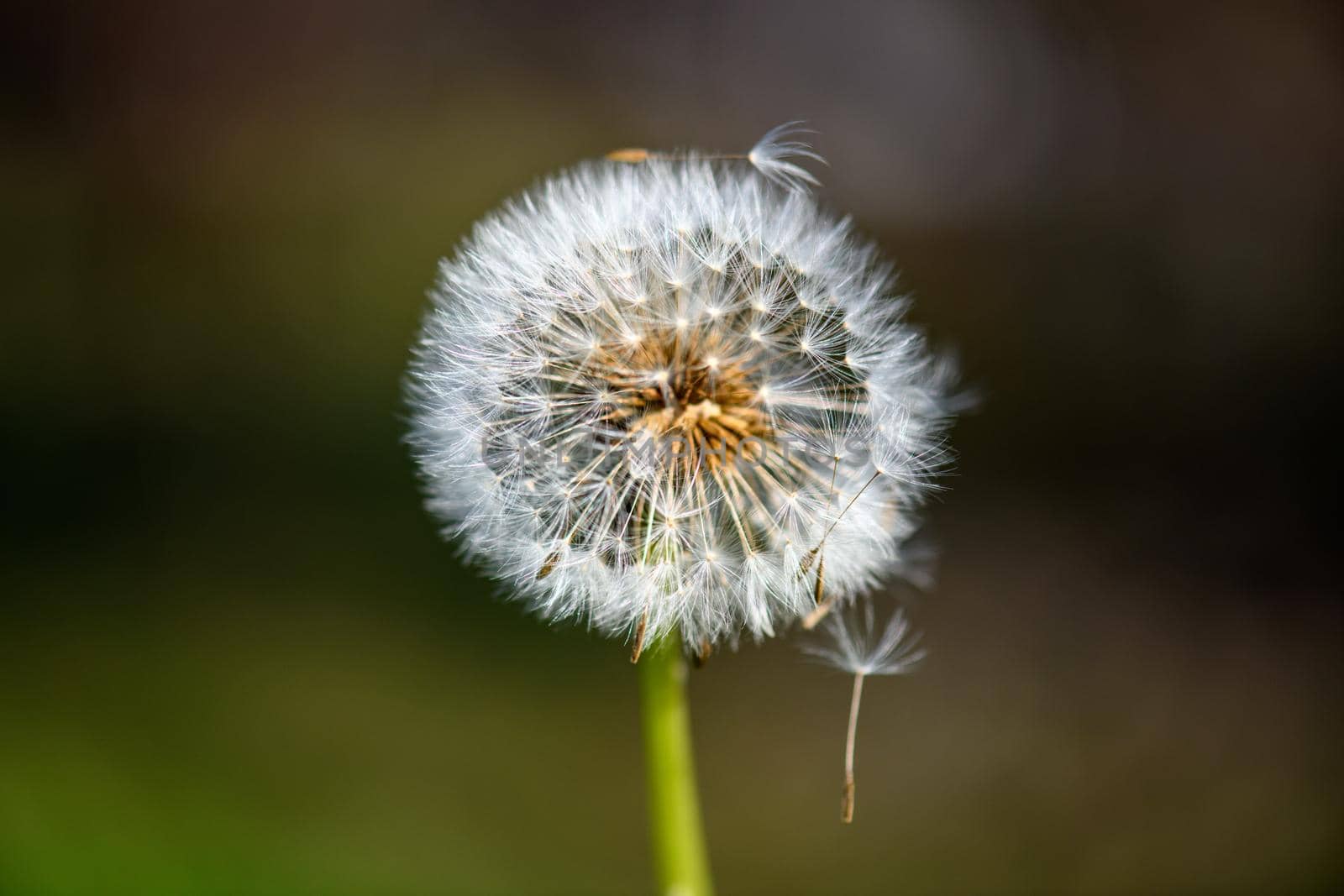 A single withered dandelion flower against an undefined and blurred green background in the warm sunlight.