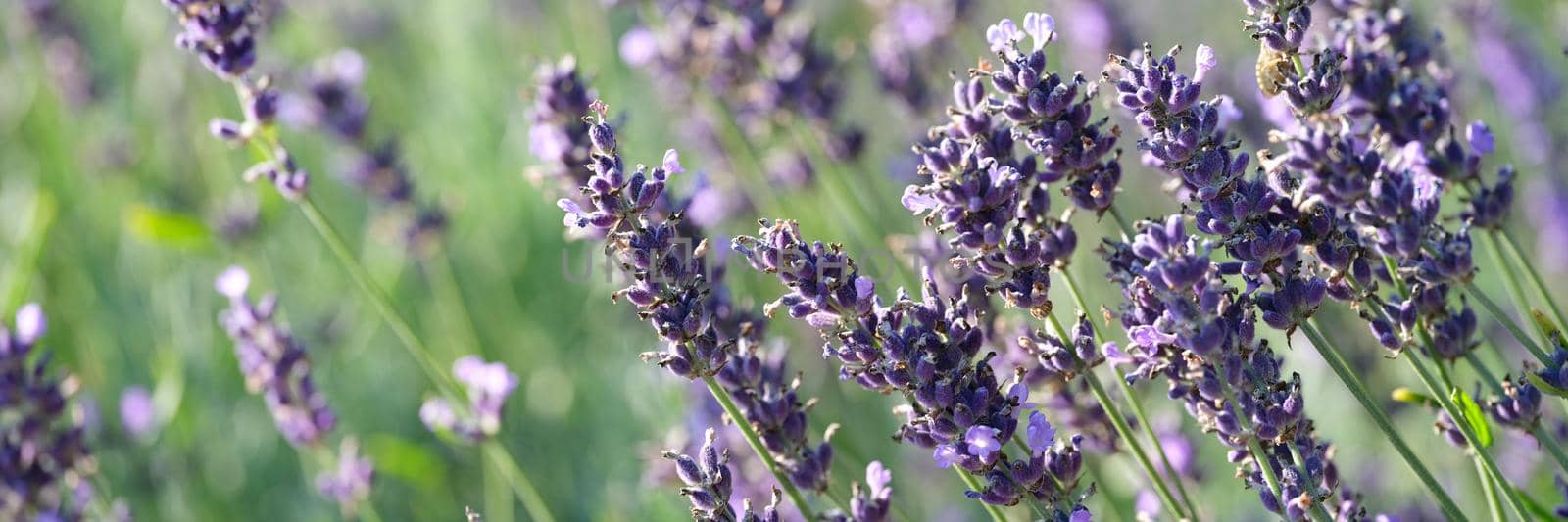 Purple lavender flowers growing on field closeup background by kuprevich