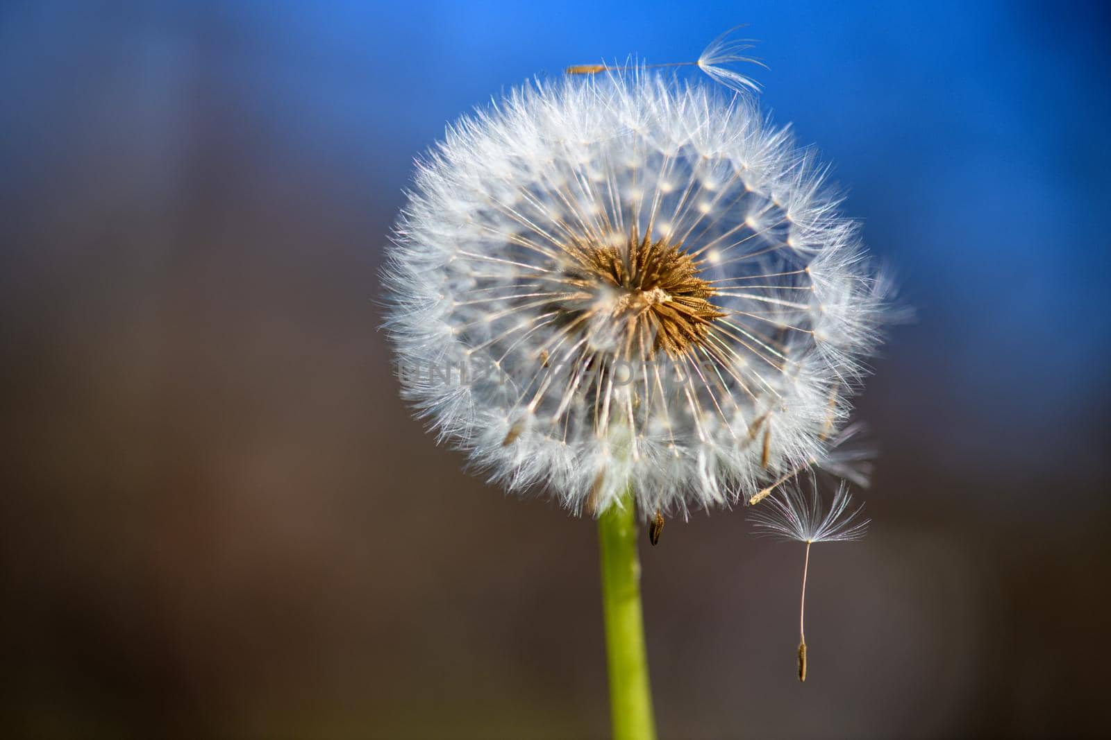 A single withered dandelion flower against an indefinite and blurry brown and blue background in the warm sunlight.