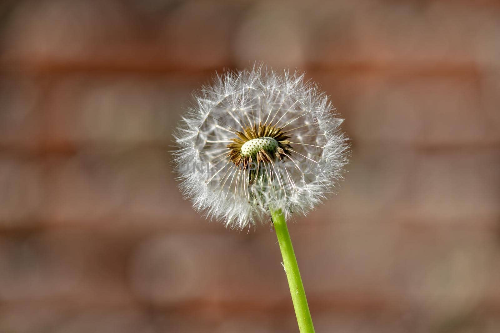 A single withered dandelion flower against an undefined and blurry brownish background in the warm sunlight.