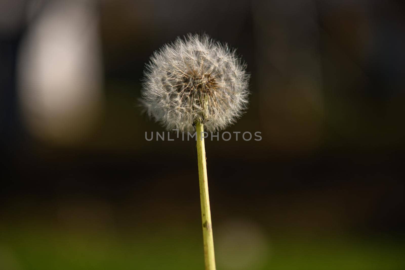 A single withered dandelion flower against an undefined and blurred green background in the warm sunlight.