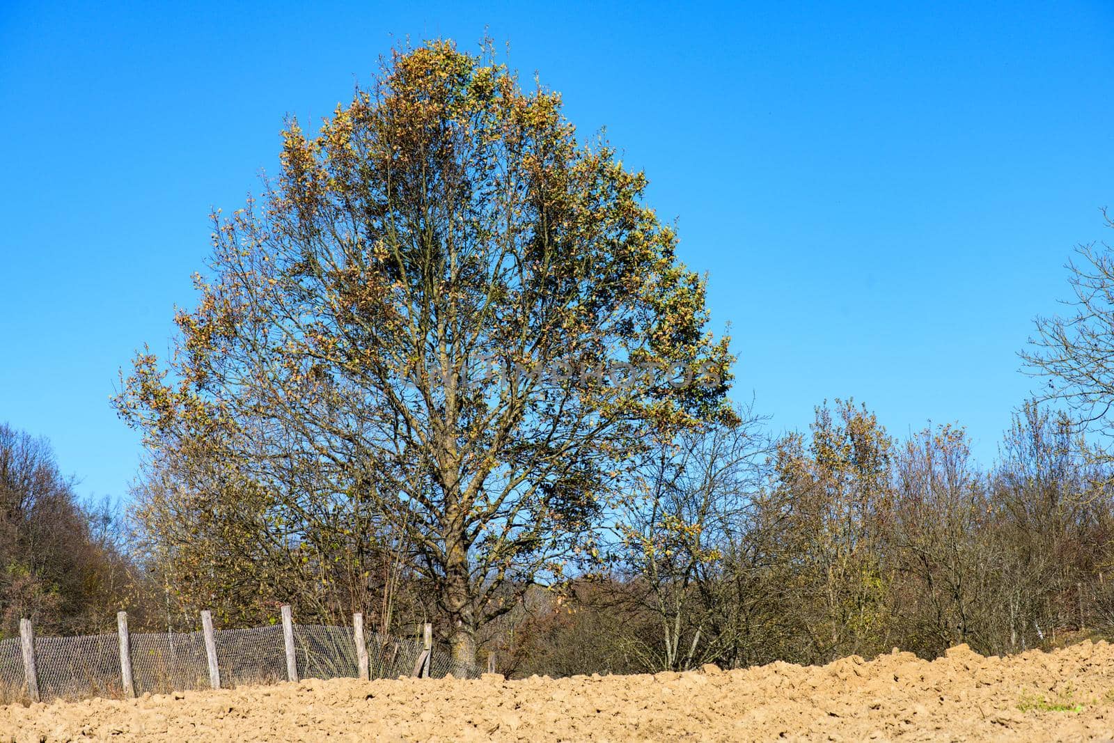 An old, large and gnarled tree stands at the edge of a small field.