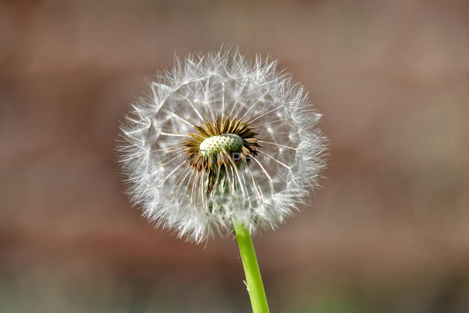 A single withered dandelion flower against an undefined and blurry brownish background in the warm sunlight.