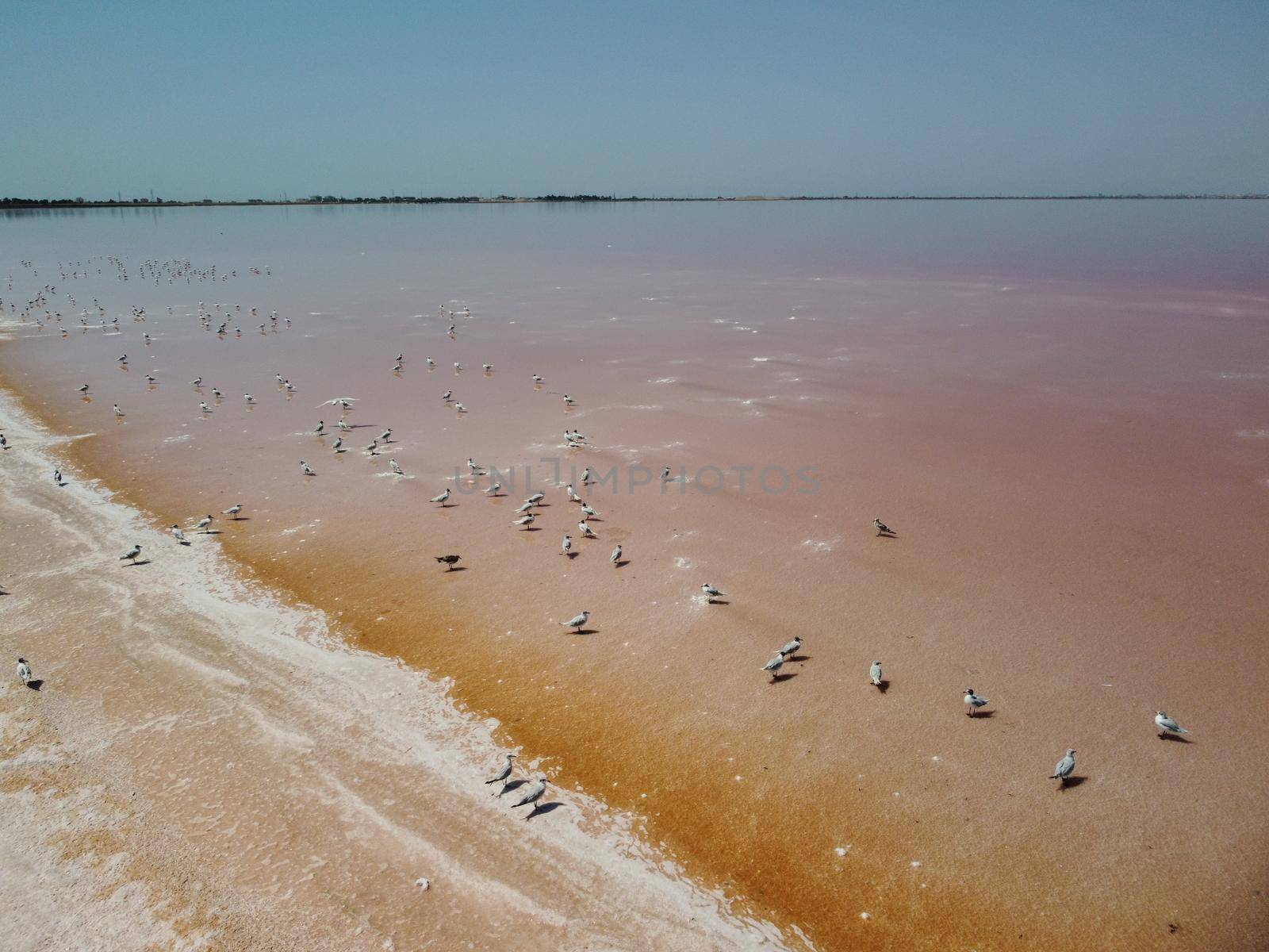 Aerial drone footage of a pink salt lake on a beautiful summer evening. Aerial view of a dried pink salt lake on a beautiful summer evening. Aerial view of a drying out salt lake.