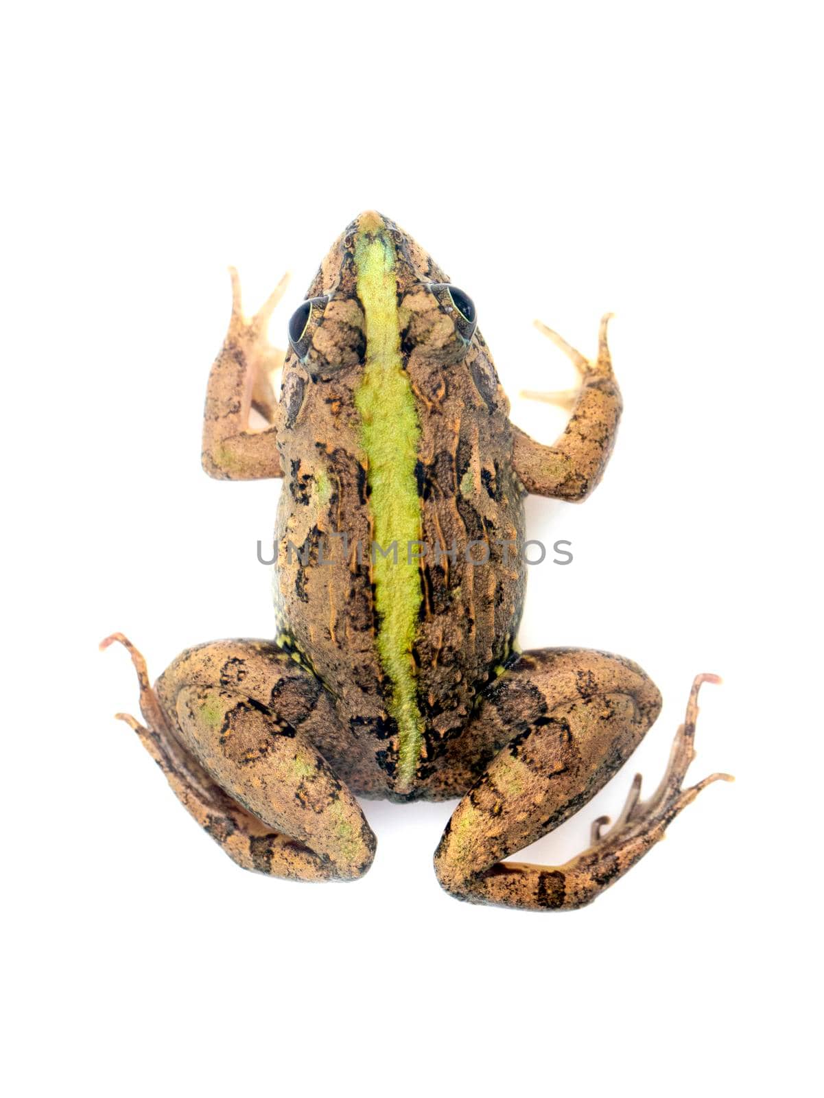 Image of brown frog isolated on white background. Pelophylax ridibundus. Animal. Amphibians