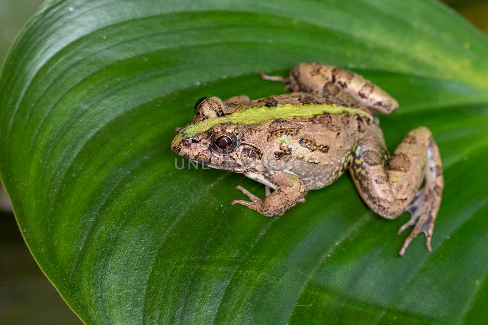 Image of brown frog on green leaves. Pelophylax ridibundus. Animal. Amphibians.