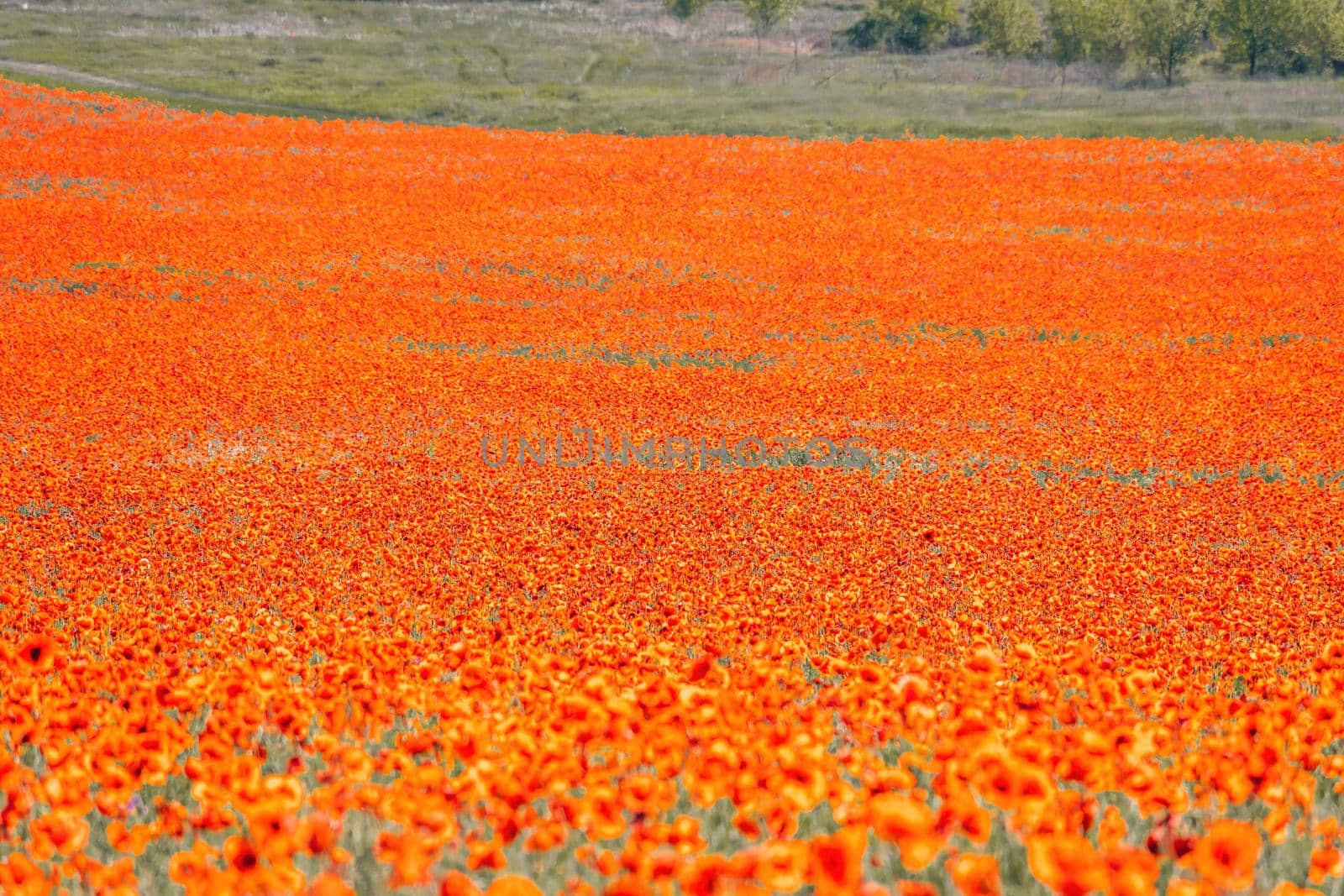 Large Field with red poppies and green grass at sunset. Beautiful field scarlet poppies flowers with selective focus. Red poppies in soft light. Glade of red poppies. Soft focus blur. Papaver sp