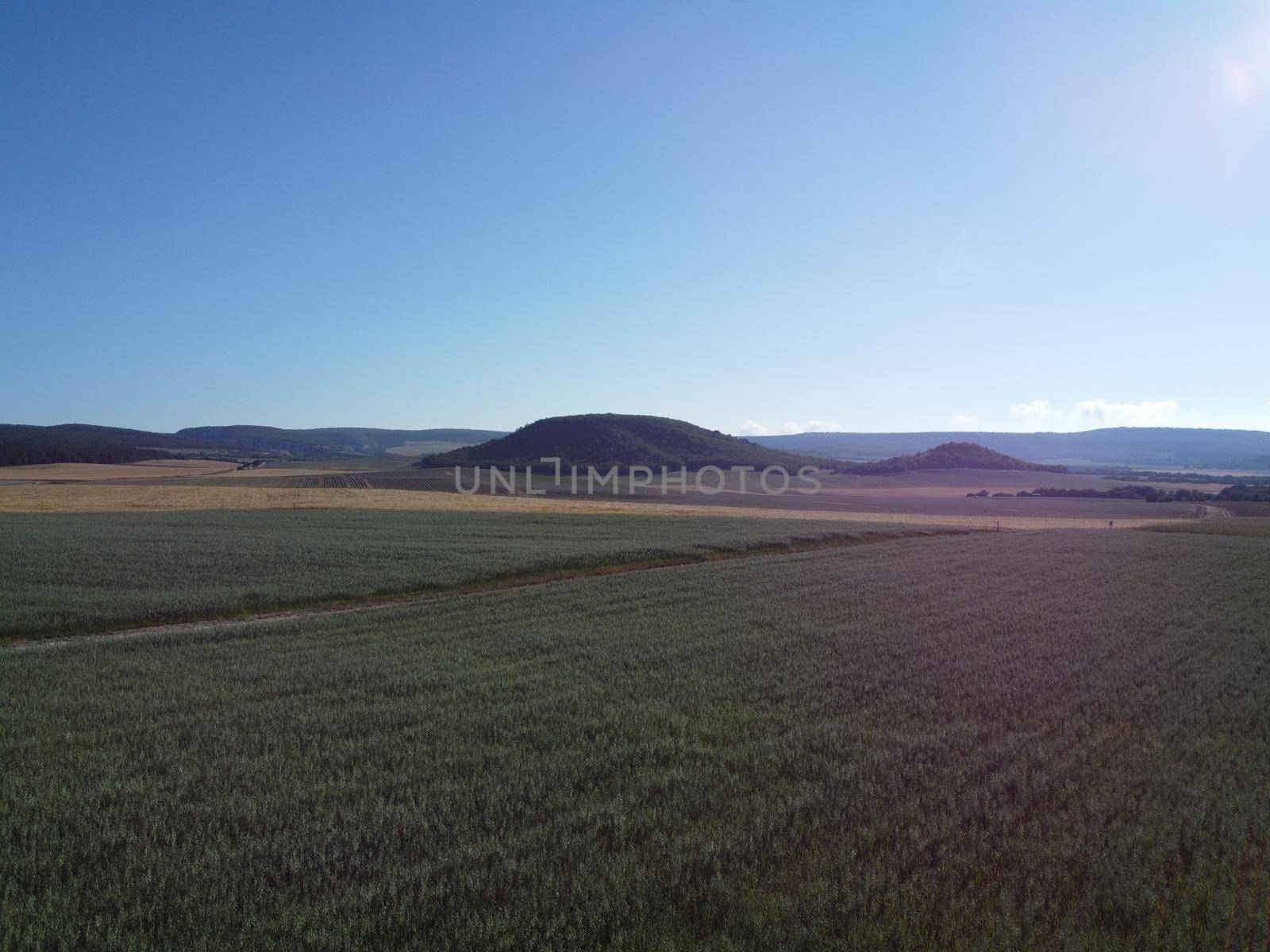 Green wheat field in countryside, close up. Field of wheat blowing in the wind at sunny spring day. Young and green Spikelets. Ears of barley crop in nature. Agronomy, industry and food production