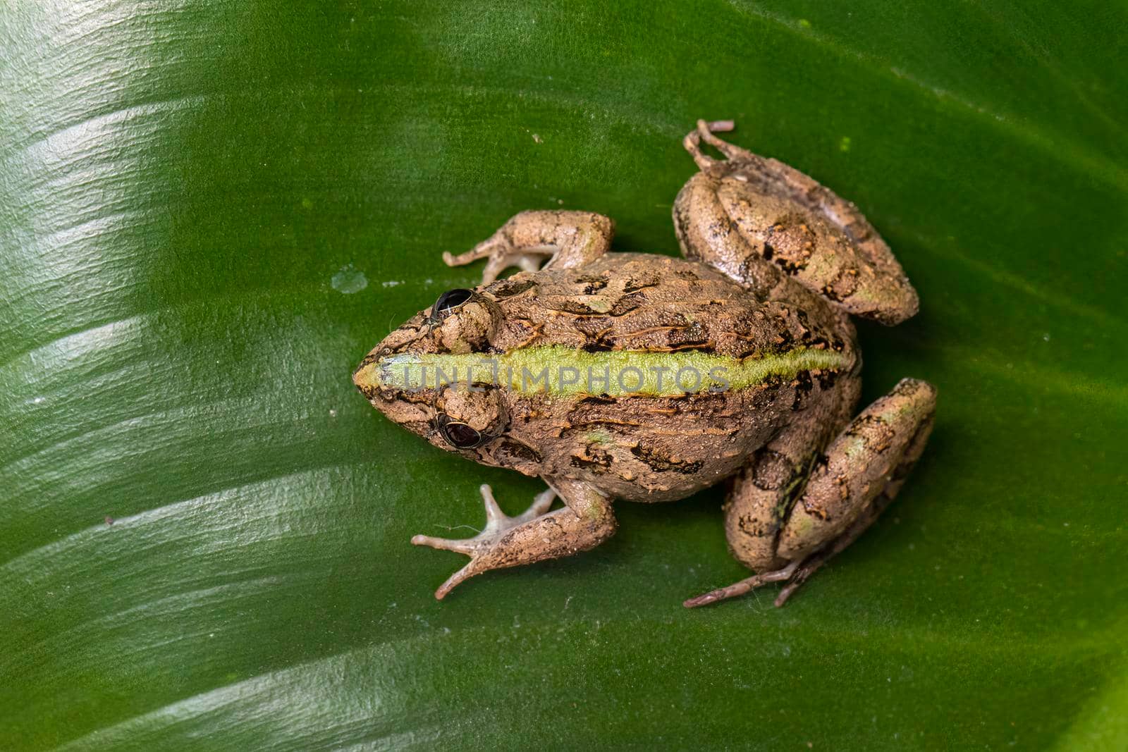 Image of brown frog on green leaves. Pelophylax ridibundus. Animal. Amphibians.