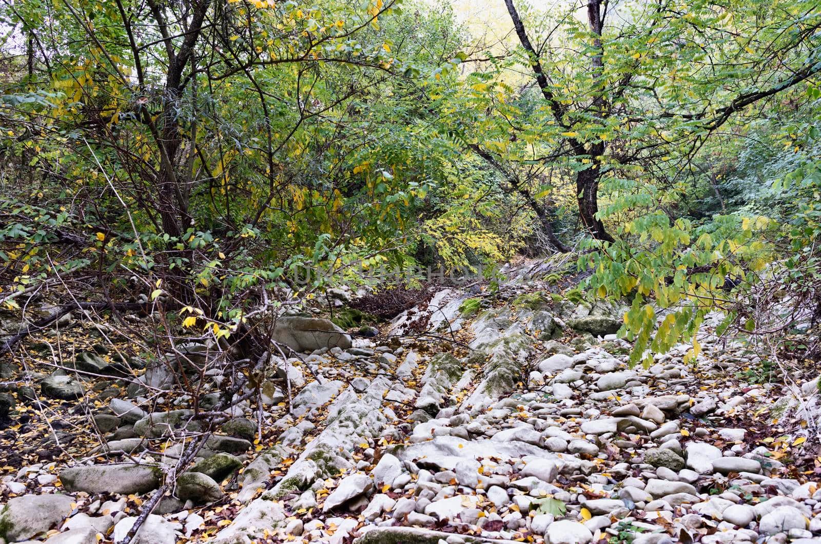 Dried river bed with river pebbles  in the wild wood ,autumn colors