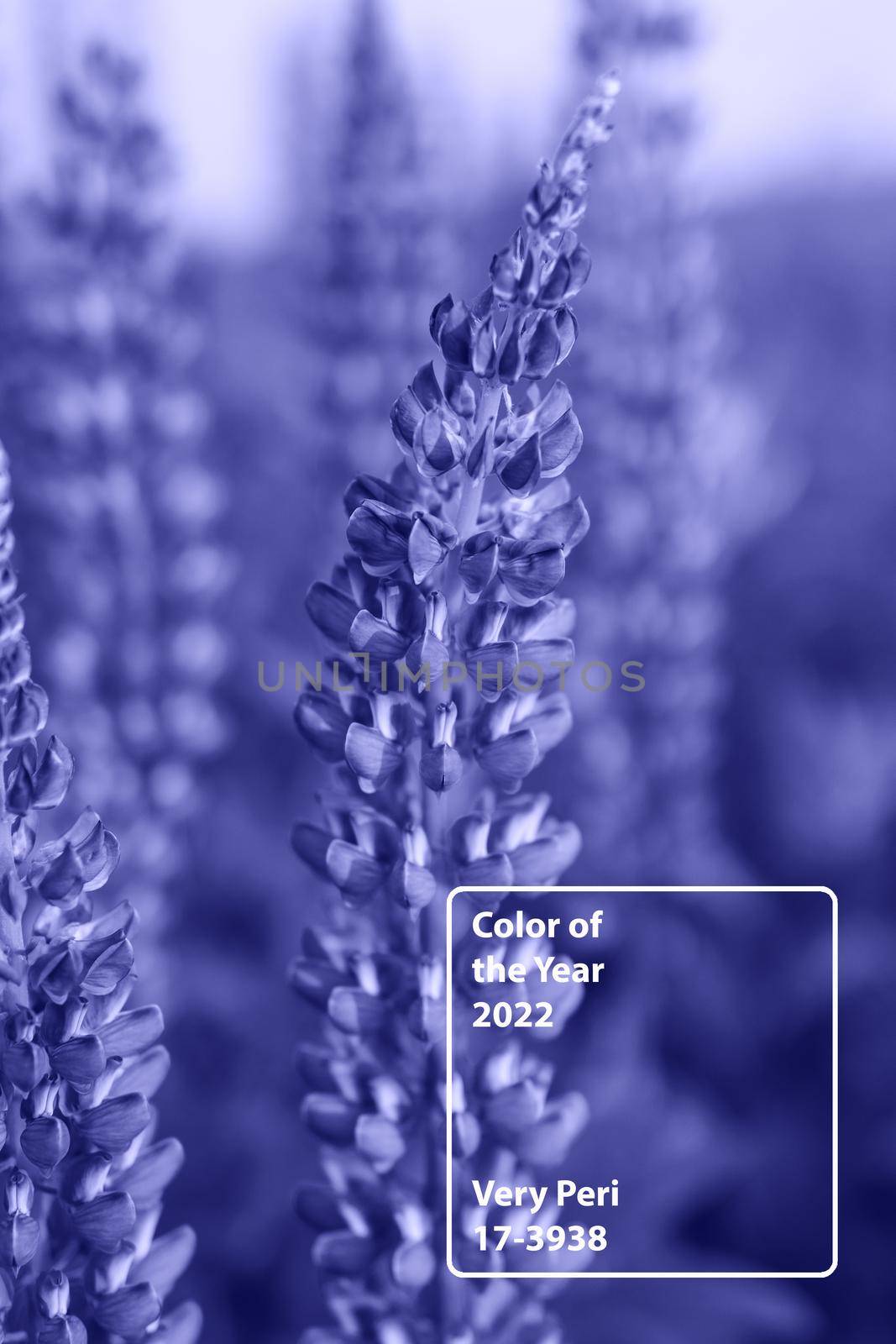 Bunch of violet blue lupine flowers in a summer meadow background. Demonstrating the colors of 2022 - Very Peri