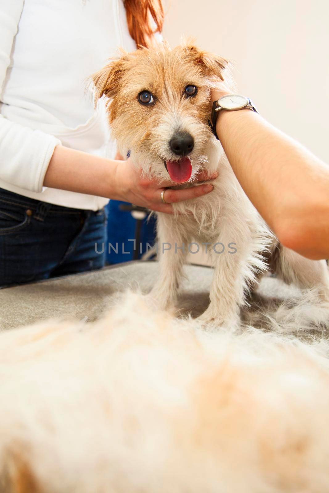 Jack Russell Terrier getting his hair cut at the groomer