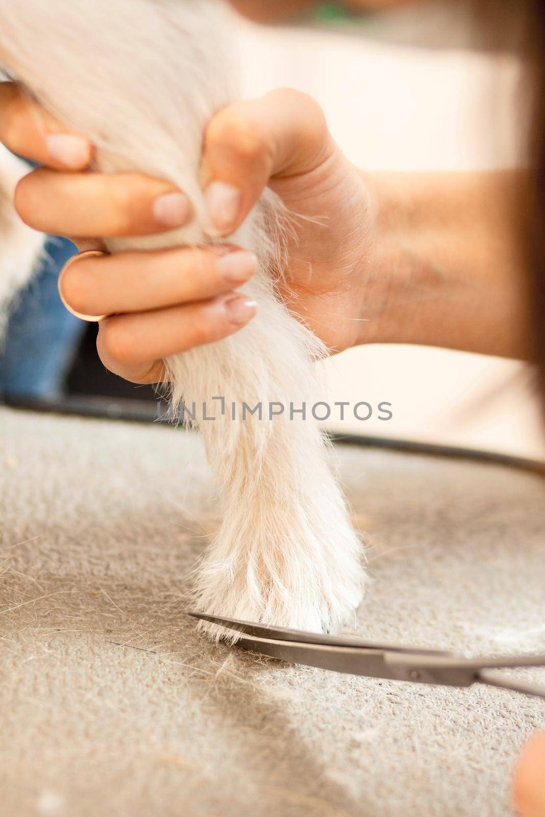 Hairdresser mows Jack Russell Terrier fur on the paw with a scissors