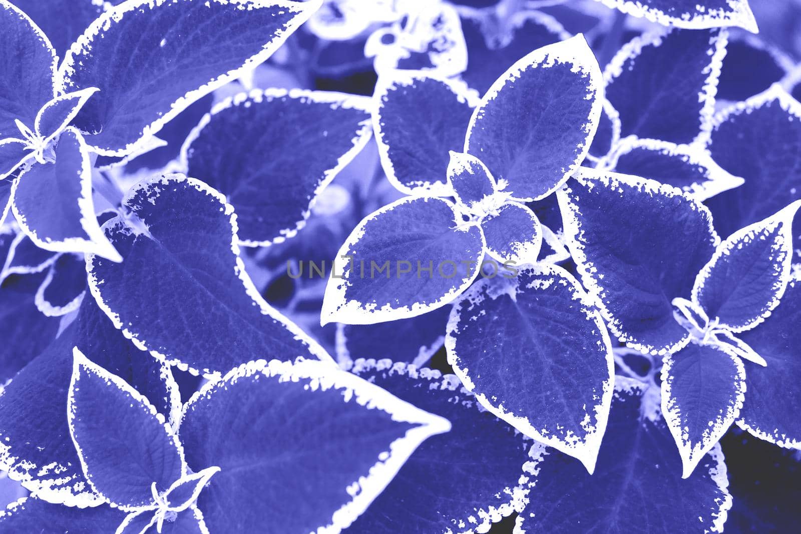 Background from leaves close-up in color Very Peri. Demonstrating the colors of 2022 - Very Peri