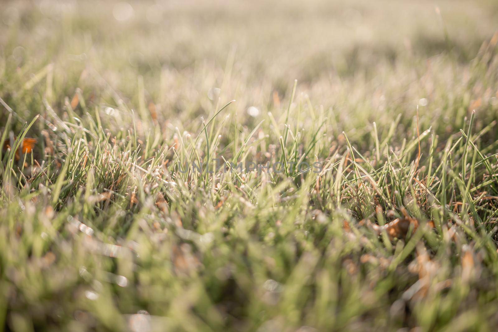 Close up of the green grass lawn with sun beam, soft focus, copy space. by panophotograph