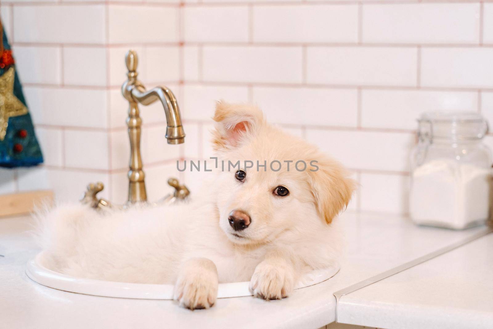 Beige puppy lies in the sink in the kitchen at home.