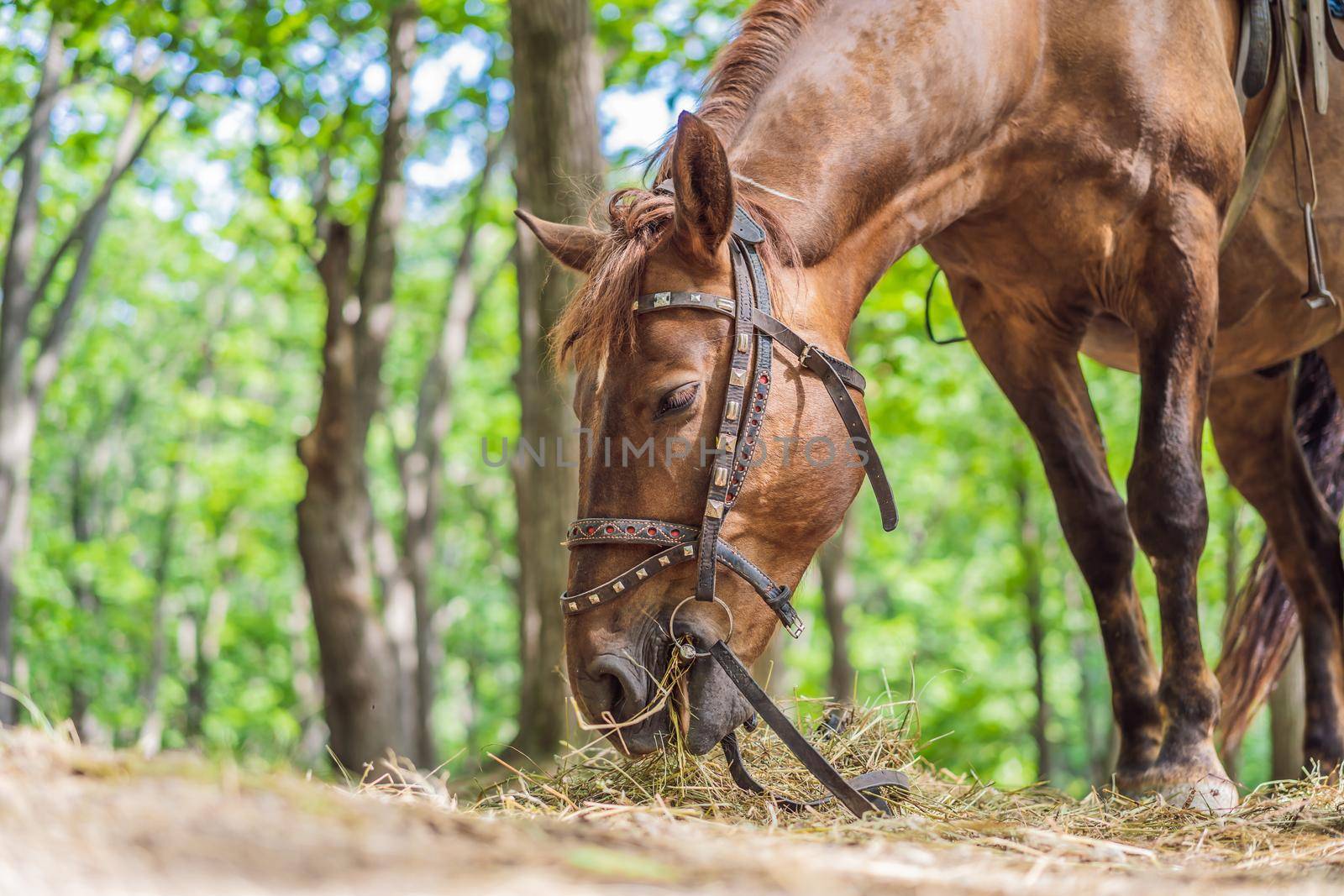 Horse in the forest eating dry grass by galitskaya