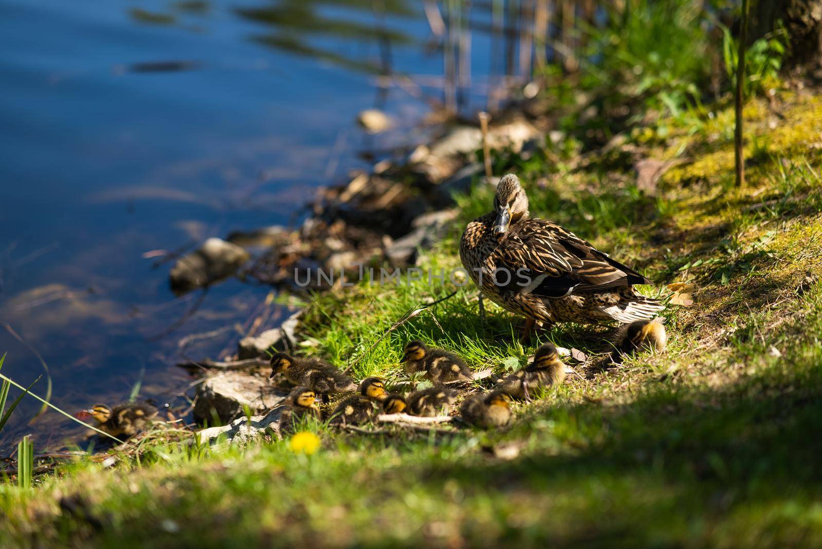 A large mother duck, ducklings rest on the shore of the reservoir and swim.