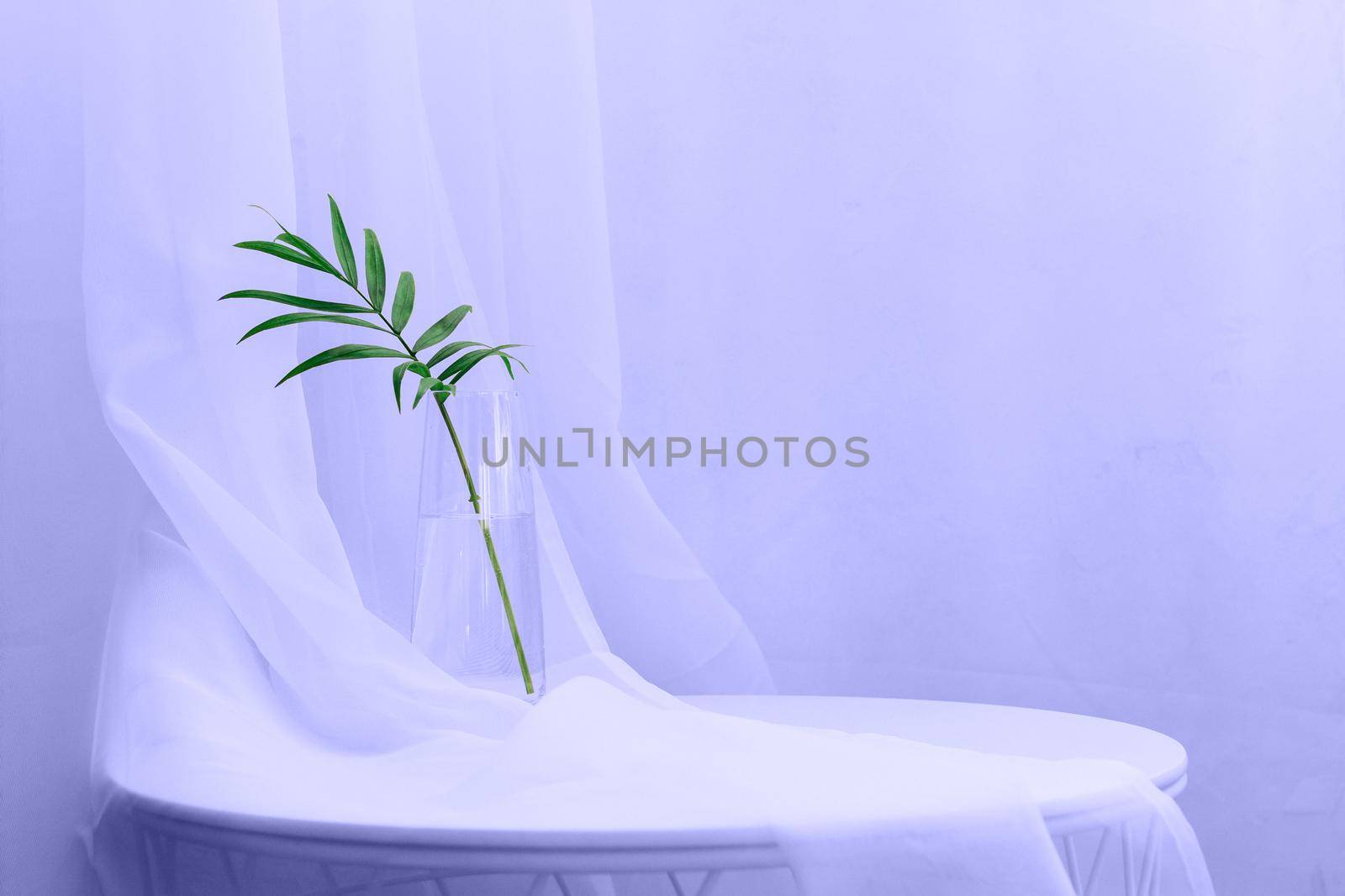 Chamaedorea elegans plant in glass water for interior home decoration, white background with copy space. Water propagation for indoor plants.