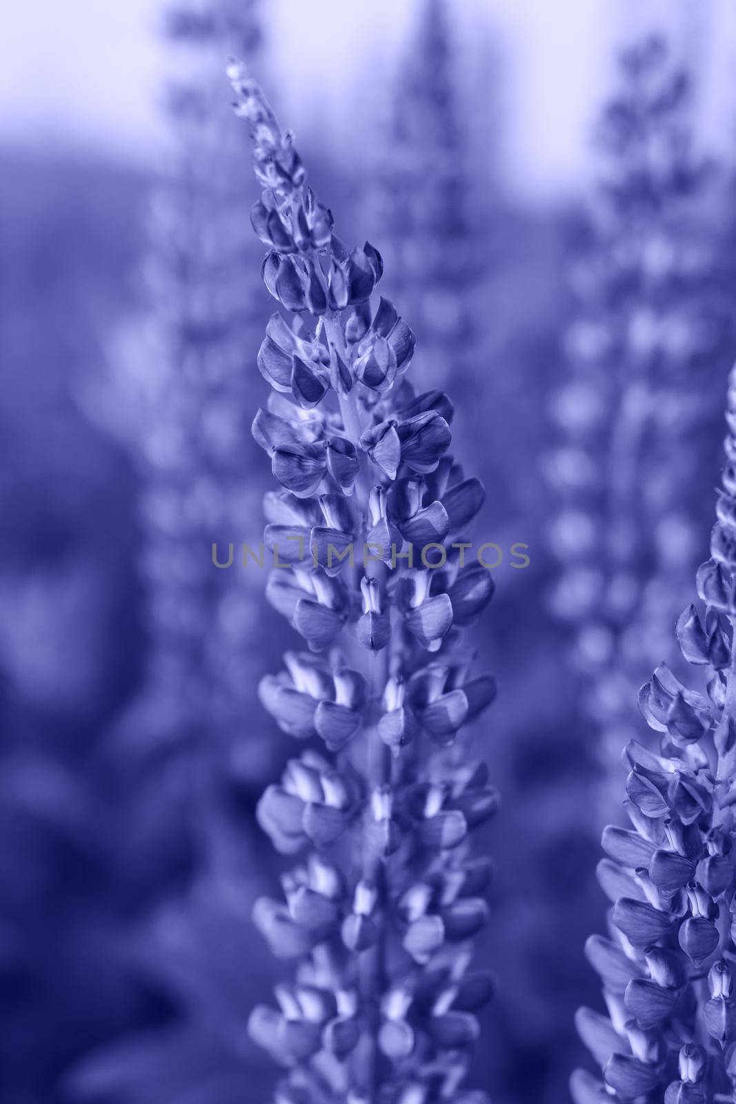 Bunch of violet blue lupine flowers in a summer meadow background. Demonstrating the colors of 2022 - Very Peri