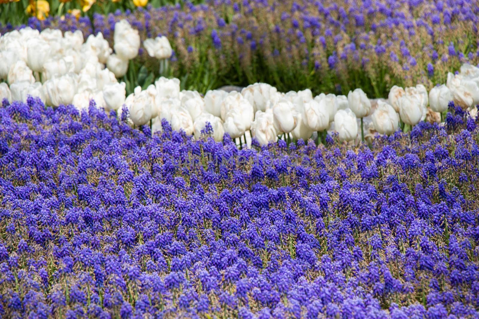 Blooming beautiful colorful natural flowers as floral  background