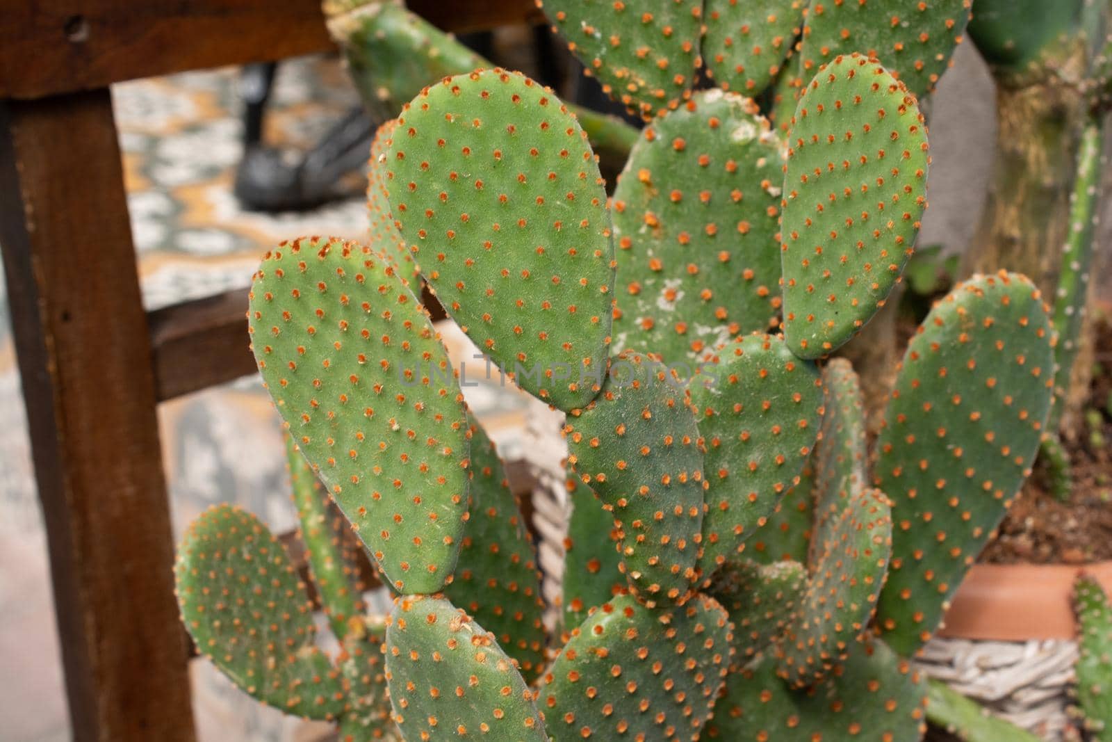 Potted cactus house plant in small plastic pot