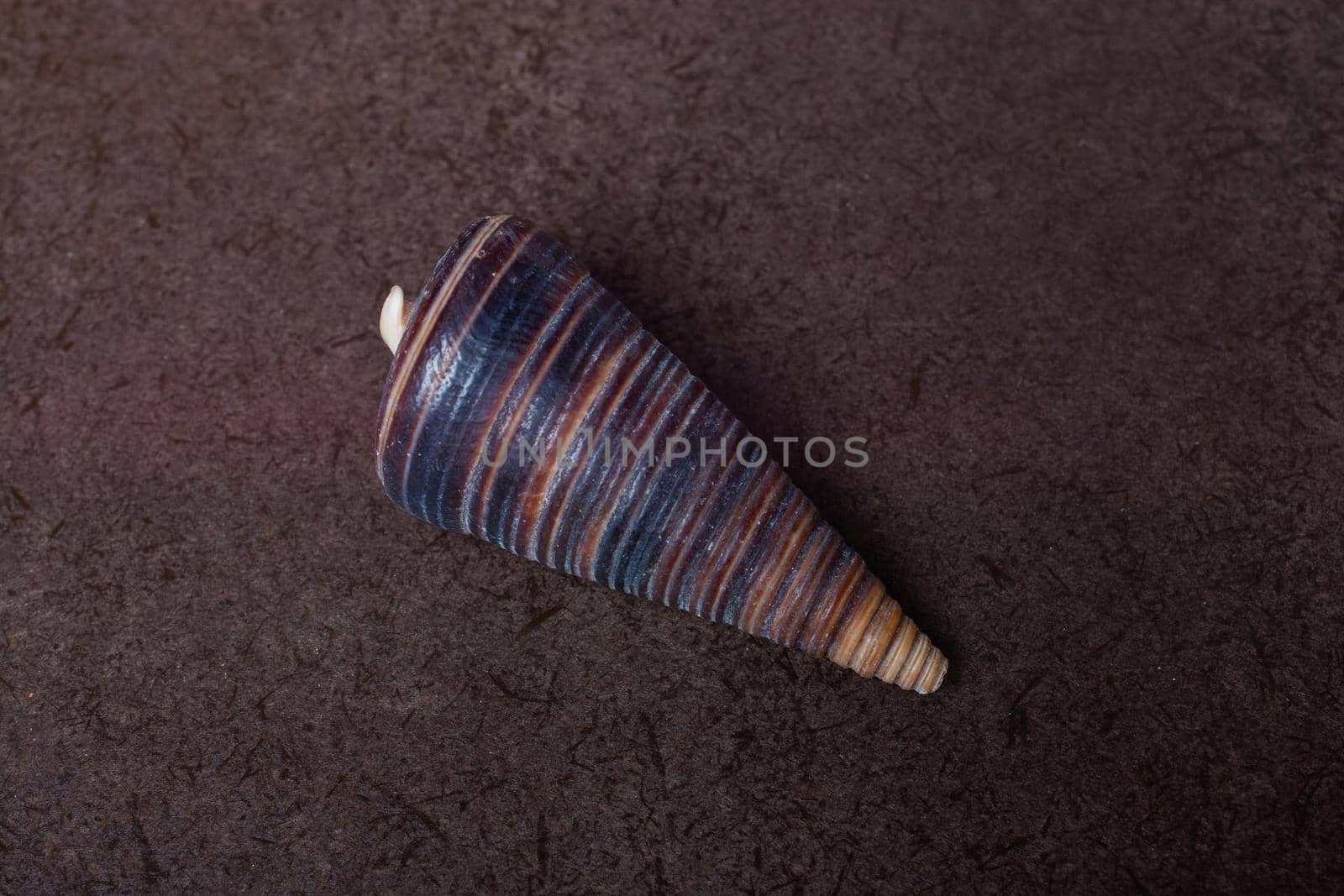 Background of spiral seashell close-up. Mollusk seashell texture. by berkay