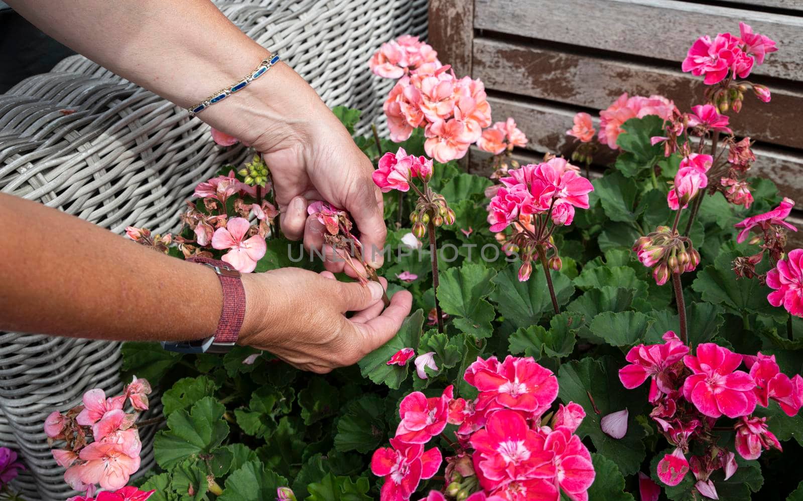 geranium trailing,woman dead heading picking off dead flowers with her hands in a english garden full of flowers