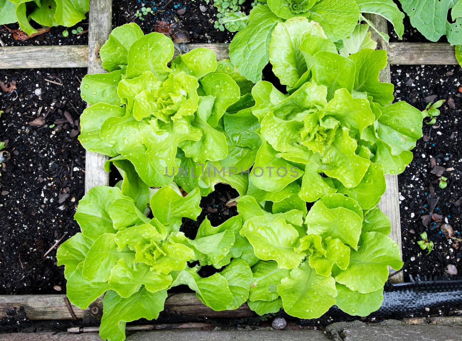 a vegetable garden with fresh lettuce by compuinfoto