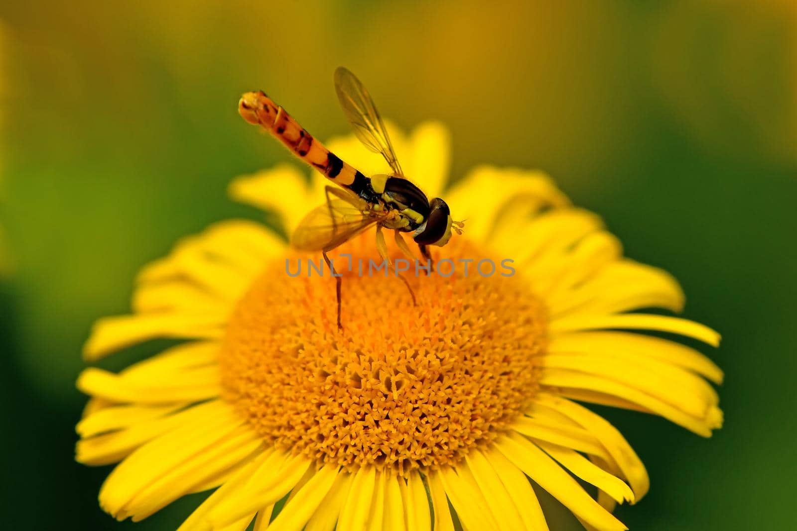 hoverfly on a yellow flower