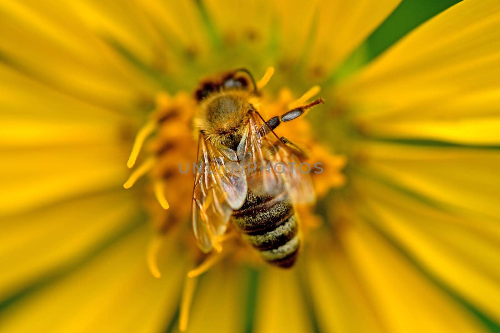 bee on a compass flower by Jochen