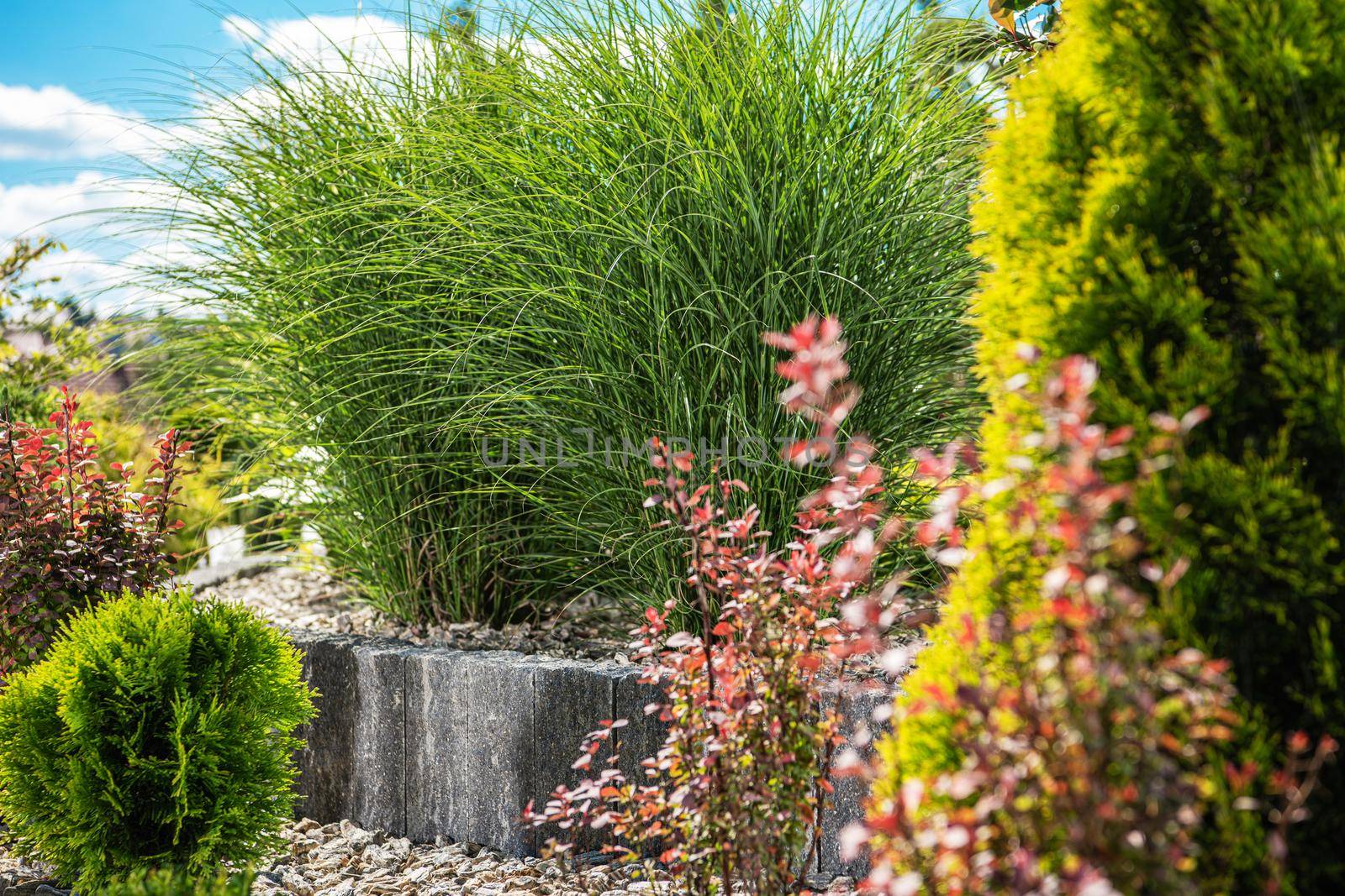 Decorative Residential Garden Grasses and Other Plants. 